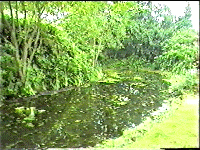 pond