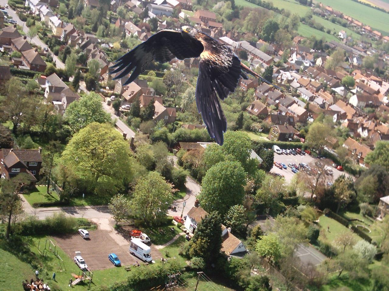 Aerial Recce of Red Kites