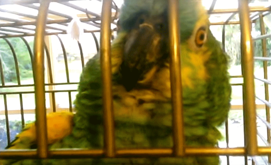 Robin Lovelock's Converation with a parrot