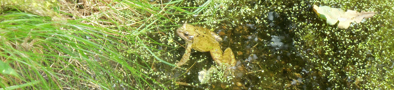 AMRA Pond