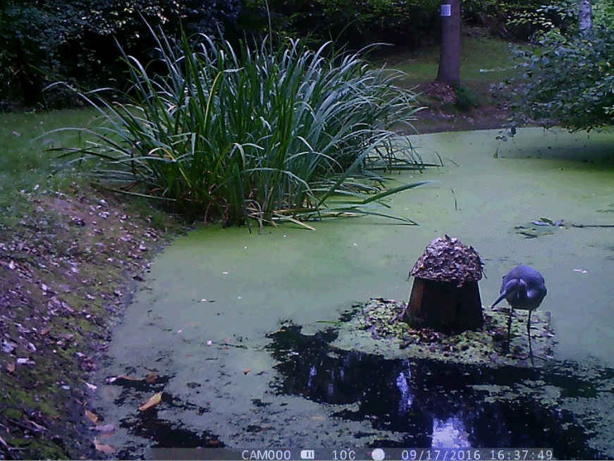 Heron on duck house