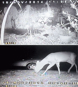 Ronson sticky light and deeer on CCTV