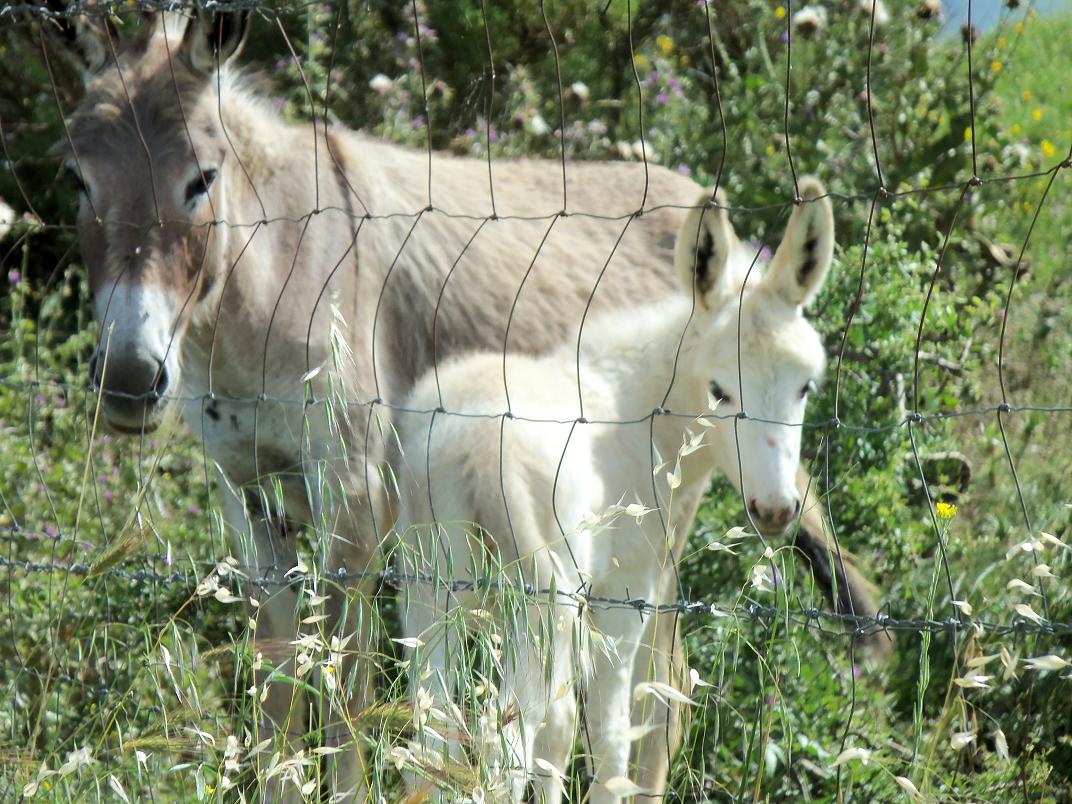 Mama donkey and baby donkey
