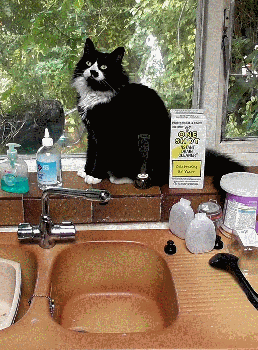 Lovelock cats in Sunninghill