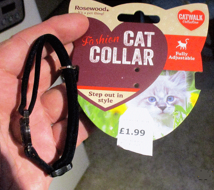 Tody the Cat in Sunninghill and a cheap cat collar