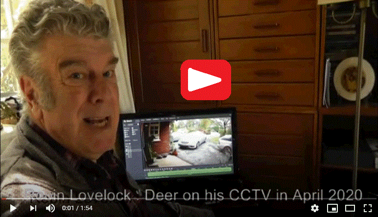 Deer on Robin Lovelock's CCTV in April 2020