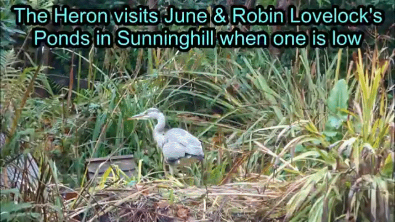 Heron visits our two ponds when one is low due to a leak