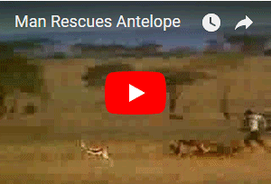 Man Rescues Antelope