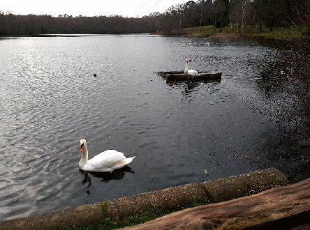 Windsor Great Park