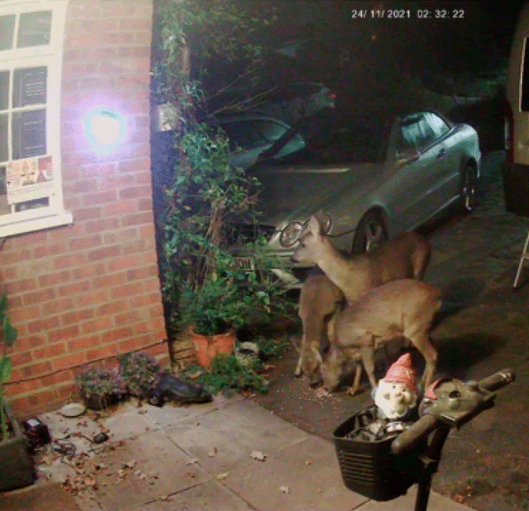 Xmas21 Deer
